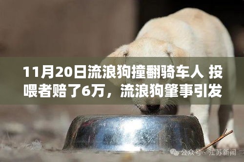 流浪狗肇事引發(fā)爭(zhēng)議，投喂者的責(zé)任與社會(huì)反思——11月20日事件