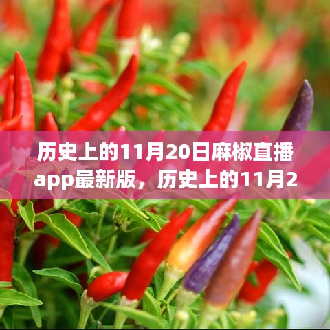 歷史上的11月20日麻椒直播app最新版，雙刃劍效應(yīng)探析