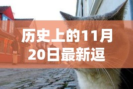 探秘貓趣樂園，最新逗貓館誕生與獨特魅力揭秘