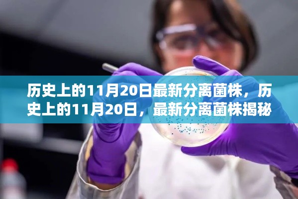 揭秘歷史上最新分離菌株，揭秘11月20日背后的科學(xué)故事