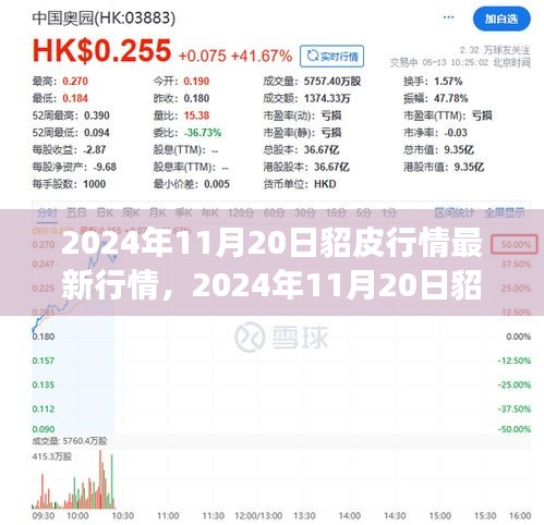 2024年11月20日貂皮行情深度分析，市場(chǎng)最新動(dòng)態(tài)與趨勢(shì)預(yù)測(cè)