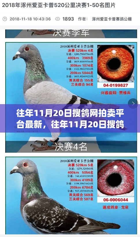 搜鴿網(wǎng)拍賣平臺最新動態(tài)，探尋市場風向與拍賣趨勢，往年11月20日最新資訊速遞