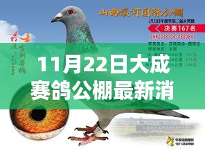 11月22日大成賽鴿公棚歡樂時光，友情、鴿子與家的溫暖盛況