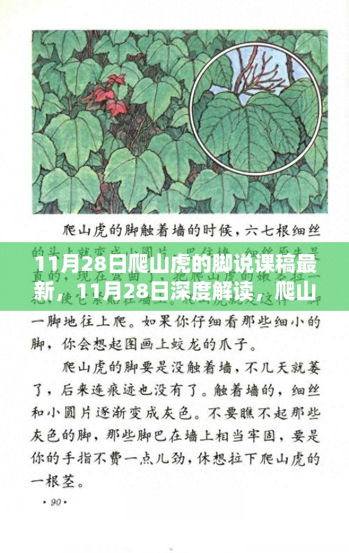深度解讀，爬山虎的腳說課稿新視角，最新解讀分享（11月28日）