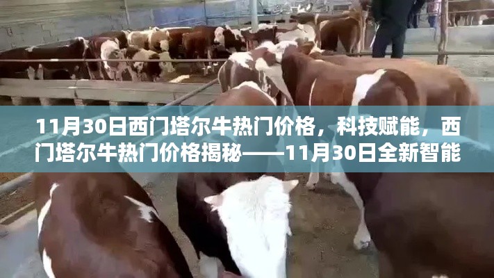 科技賦能下的西門塔爾牛熱門價(jià)格揭秘，智能養(yǎng)殖體驗(yàn)在11月30日的全新展現(xiàn)