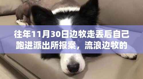 流浪邊牧的奇妙派出所之旅，巷弄深處的報案寶藏故事