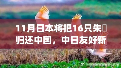 中日友好新篇章，日本歸還中國朱鹮盛事紀實，朱鹮傳遞友好訊息