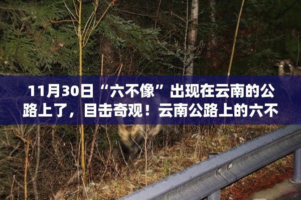 云南公路上奇遇，六不像動物現(xiàn)身，記錄這一神秘瞬間