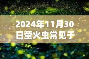 螢火蟲之夜，探尋溫暖奇遇與光的守護，螢火蟲常見地區(qū)指南