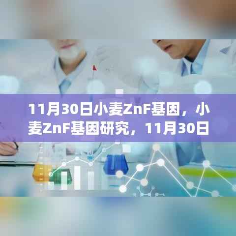 小麥ZnF基因研究最新進(jìn)展與觀點(diǎn)探討，11月30日更新