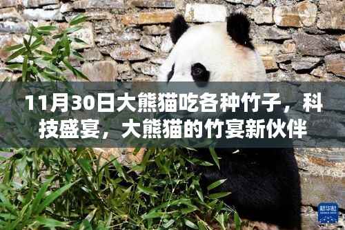 11月30日大熊貓吃各種竹子，科技盛宴，大熊貓的竹宴新伙伴——智能竹子投喂系統(tǒng)