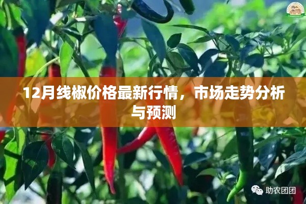 12月線椒價格行情解析及市場走勢預測