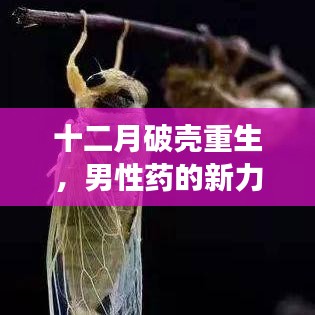 十二月重生之旅，男性藥的新力量與自我重塑的奧秘