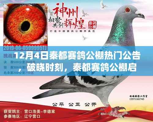 秦都賽鴿公棚啟示錄，破曉時刻，飛翔的力量源自變化、學習與自信