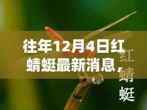 往年12月4日紅蜻蜓最新消息深度解析與評(píng)測(cè)報(bào)告