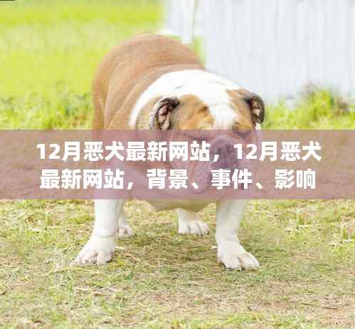 全面回顧，12月惡犬最新網(wǎng)站背景、事件、影響與時(shí)代地位