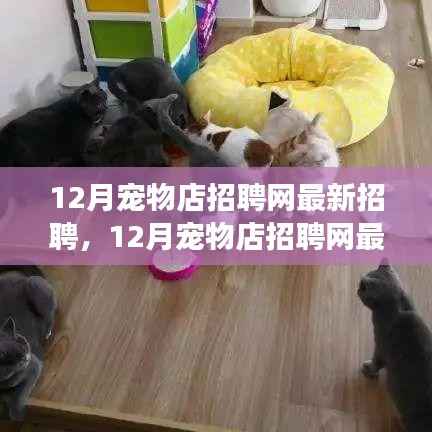 12月寵物店招聘啟事，尋找愛寵人士的溫暖家園，最新職位一網(wǎng)打盡