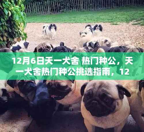 天一犬舍熱門種公挑選指南，專享版（12月6日）