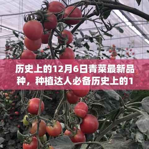 歷史上的12月6日青菜最新品種種植指南，種植達(dá)人必備知識(shí)