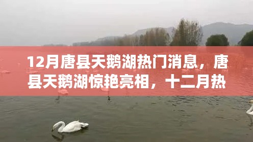 唐縣天鵝湖十二月驚艷亮相，熱門資訊搶先看！