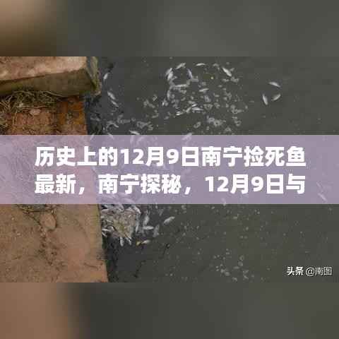 南寧探秘，尋找內心寧靜與美景之旅——與死魚共舞的歷史12月9日紀實