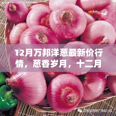 12月萬邦洋蔥最新價(jià)行情，蔥香歲月，十二月的洋蔥情緣與溫情價(jià)行情