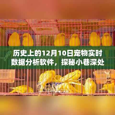 探秘寵物數(shù)據(jù)寶藏，揭秘12月10日寵物實(shí)時(shí)數(shù)據(jù)分析軟件的傳奇故事