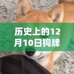 歷史上的12月10日狗牌實(shí)時定位，深度測評與介紹