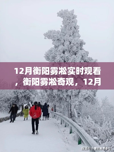 12月衡陽(yáng)霧凇奇觀實(shí)時(shí)觀賞指南，探索霧凇之美