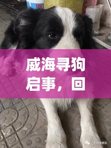威海尋狗啟事，回顧往年尋狗行動(dòng)要點(diǎn)及行動(dòng)成果展示