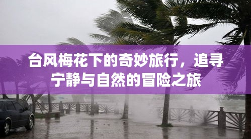 臺風(fēng)梅花下的冒險之旅，追尋寧靜與自然的奇妙探險