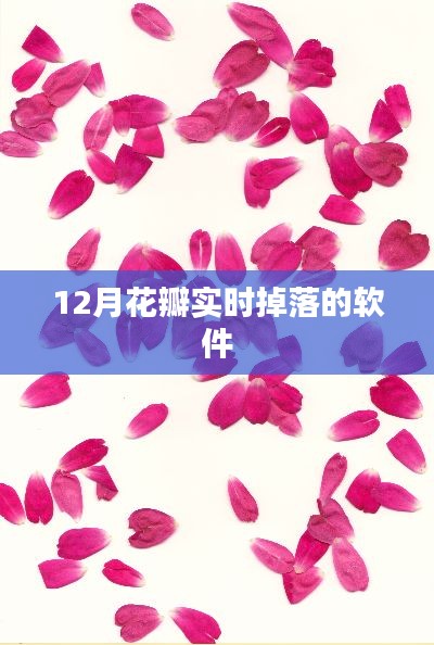 花瓣實(shí)時(shí)掉落軟件，12月精彩呈現(xiàn)