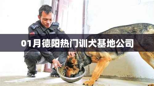 德陽熱門訓犬基地公司精選指南