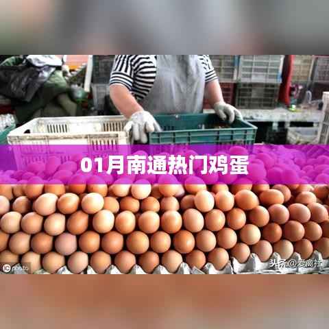 南通熱門雞蛋行情解析