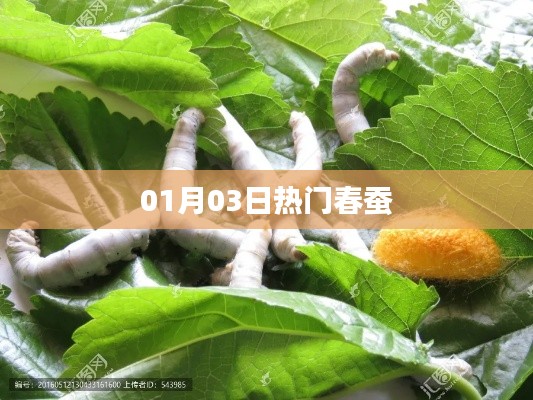 春蠶熱門資訊，01月03日一網(wǎng)打盡