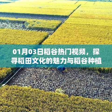 探尋稻田文化魅力與種植技術(shù)創(chuàng)新，熱門稻谷視頻解析