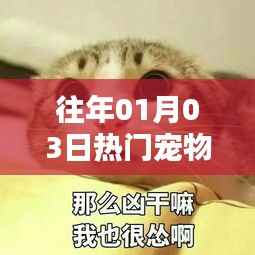 熱門寵物微信表情包頭像精選（日期回顧）