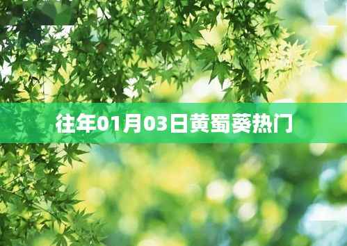 黃蜀葵，歷年一月初的熱門焦點